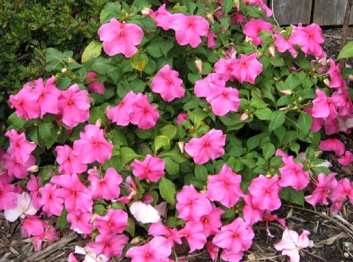 "Sporul casei" alungă ghinionul şi necazurilor