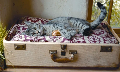 1 72958 original jpg jpeg