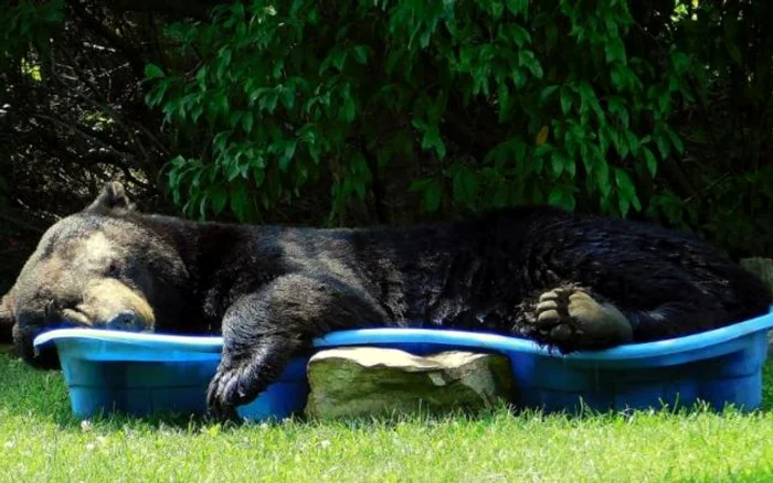 Ursul a rămas în piscină, dormind o oră întreagă FOTO CNN