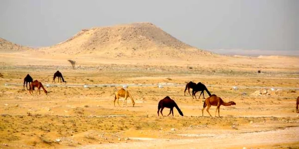Qatar desert