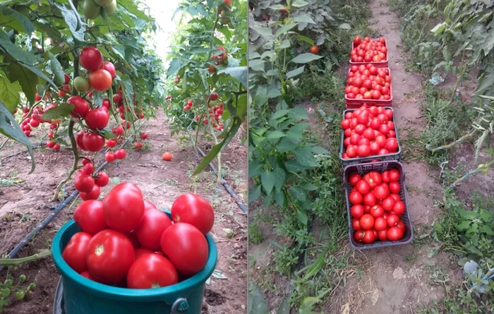 Ferma francezului Eugen Poştaru FOTO Arhiva personală