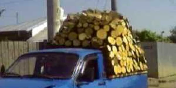 Cantitatea de lemne furată a fost recuperată în totalitate de către poliţişti