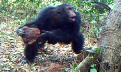 Desfăşoară cimpanzeii ritualuri? jpeg