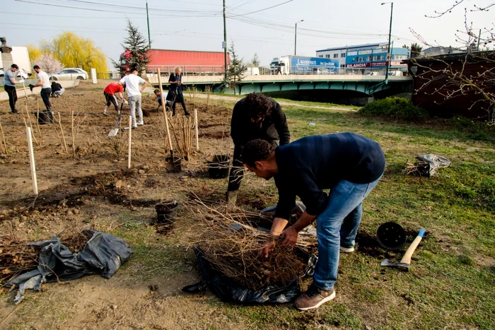 Plantare de copaci în Timişoara