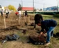 Plantare de copaci în Timişoara