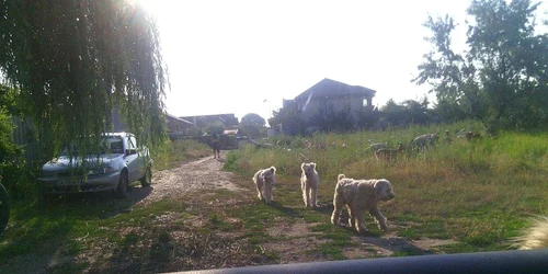 Animale libere pe străzile Galaţiului