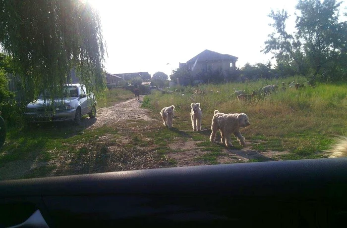 Oile şi ciobăneştii au descins printre vilele de lux. Foto: Adevărul