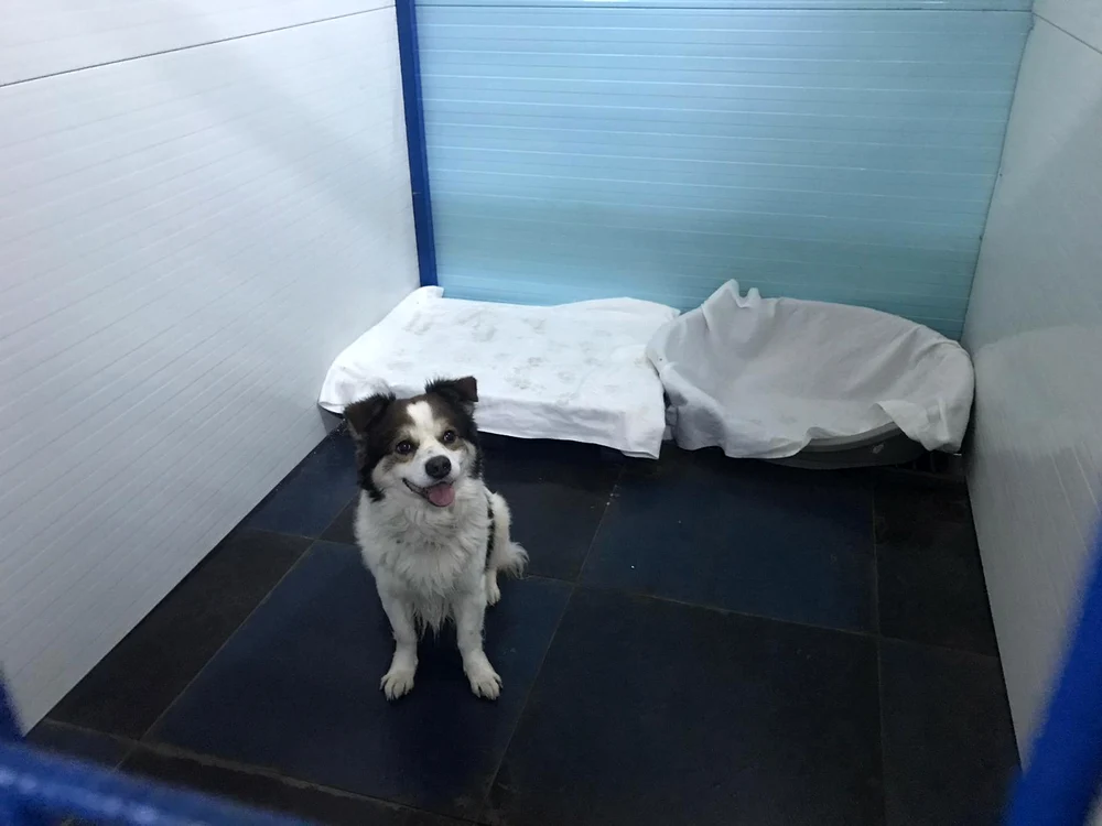 Cățelul Duțu a stat o lună cazat în centrul ASPA, după ce stăpâna lui s-a îmbolnăvit de COVID și s-a internat în spital