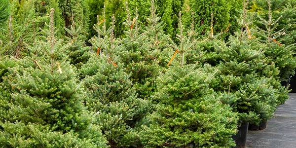 living christmas trees shutterstock jpg