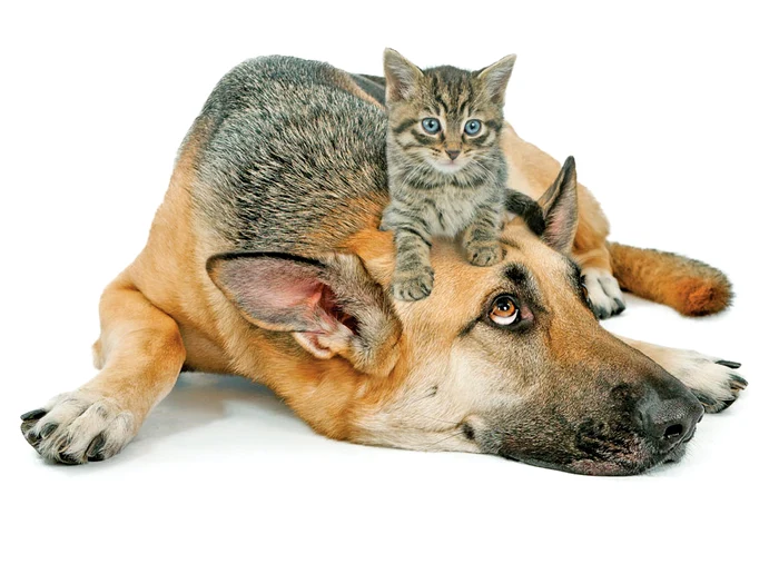 Alege-i în funcţie de rasă şi personalitate