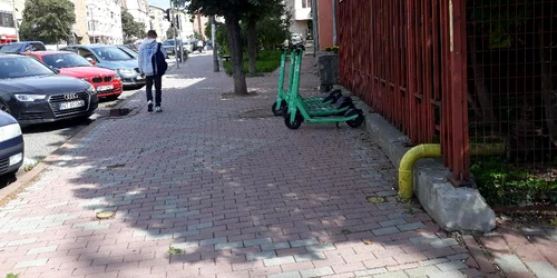 bolttrotineta Dansofronia jpg