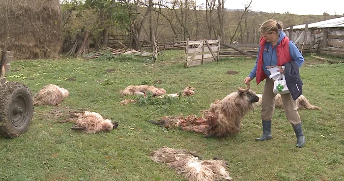 Leşurile au fost adunate în cursul zilei de marţi