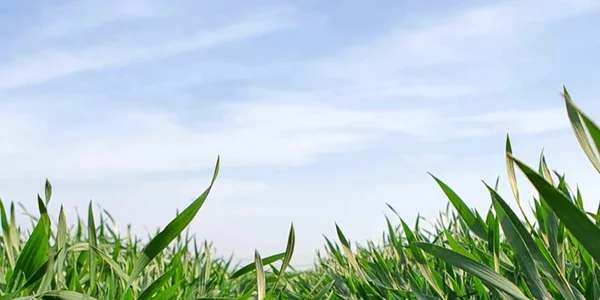 slobozia culturi pentru ziua graului FOTO FarmForum