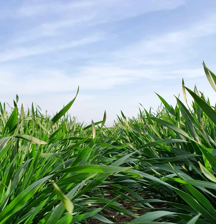 Ziua Grâului Bărăgan are loc pe 26 mai, la Mărculeşti FOTO FarmForum