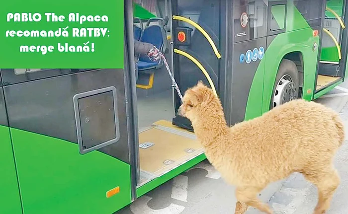 Pablo, personaj în reclama la transportul în comun din BraşovFoto: Facebook / RATBV