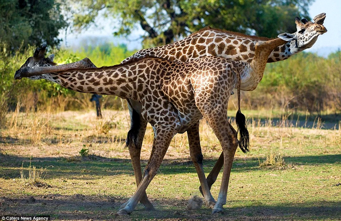 girafe dans zambia (FOTO: Photoland/Caters)