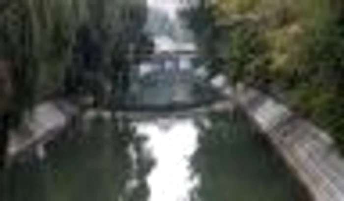 Podurile din Timişoara