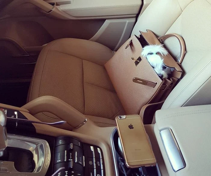 Bella se răsfaţă într-o geantă Hermes