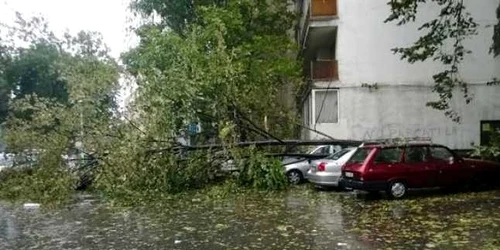 arbore cazut iasi