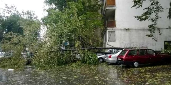 arbore cazut iasi