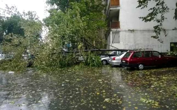 Arbore dărâmat de vânt la Iaşi FOTO Facebook/Primăria Municipiului Iaşi