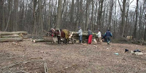Hoţi de lemn în acţiune FOTO C. Crângan