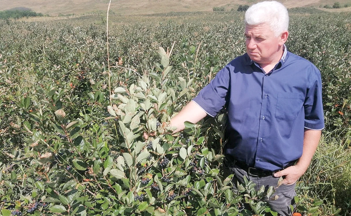 
    “Aronia nu necesită o îngrijire deosebită”, explică producătorul Claudiu PopescuFoto: adevarul.ro  
