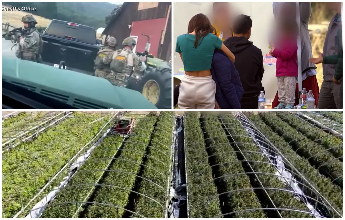 Dezvăluiri din fermele ilegale de marijuana, unde se lucrează sub amenințarea armei: „Nimeni nu iese sau intră“