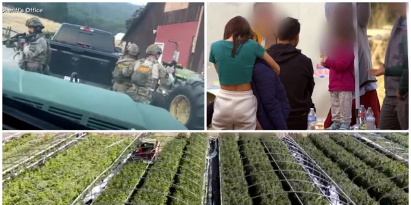 Dezvăluiri din fermele ilegale de marijuana, unde se lucrează sub amenințarea armei: „Nimeni nu iese sau intră“