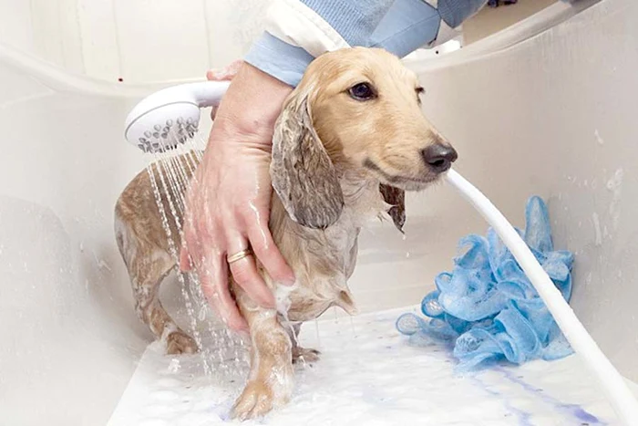 Căţeii pleacă de la hotel mai fericiţi decât au venit