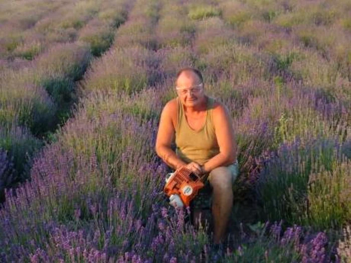 lavanda ocna mures