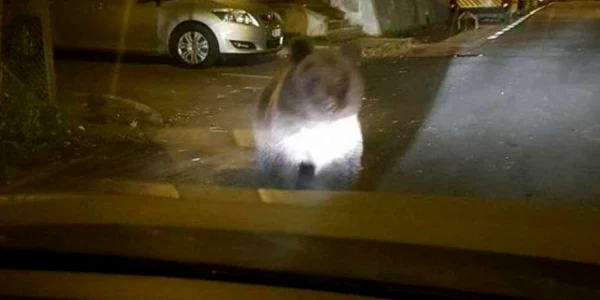 Urşii coboară din pădure în căutare de hrană
