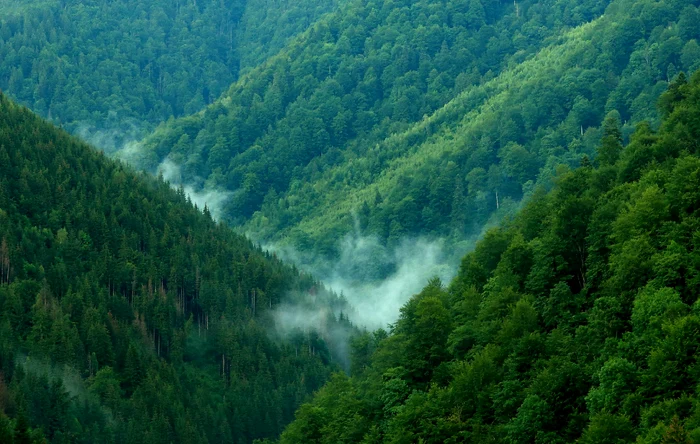 FCC restaurează habitatele degradate din Munții Făgăraș. FOTO carpathia.org