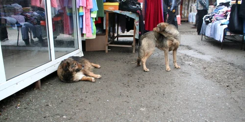 Animalele vor avea, din acest an, mai mulţi protectori