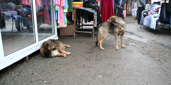 Animalele vor avea, din acest an, mai mulţi protectori