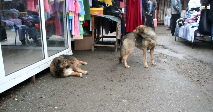 Animalele vor avea, din acest an, mai mulţi protectori