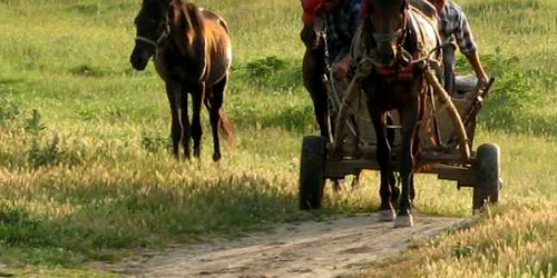 rural zvoner.ro