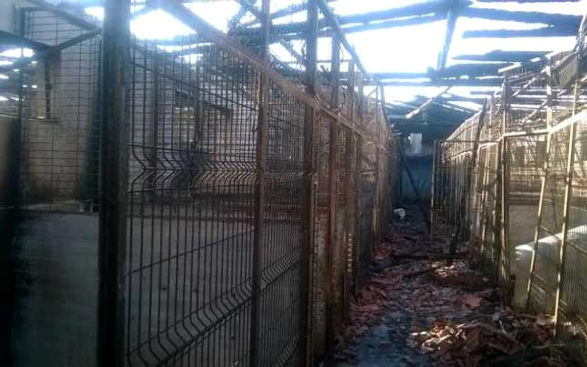 Ce a rămas în urma tragediei de la adăpostul de câini Danyflor FOTO Adriana Tudor