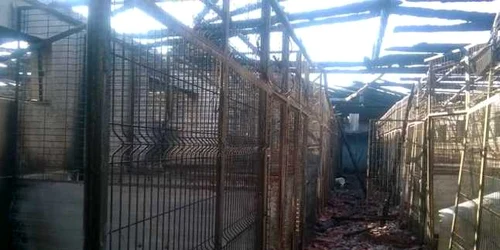 Ce a rămas în urma tragediei de la adăpostul de câini Danyflor