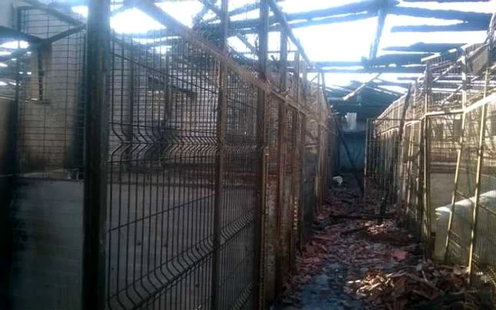 Ce a rămas în urma tragediei de la adăpostul de câini Danyflor FOTO Adriana Tudor