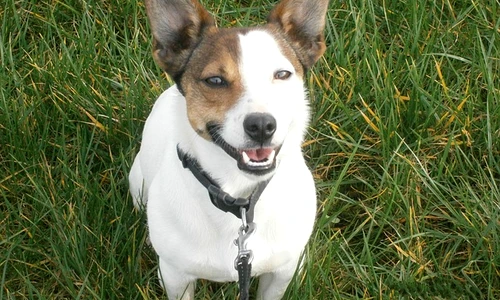 1 63887 original jpg jpeg