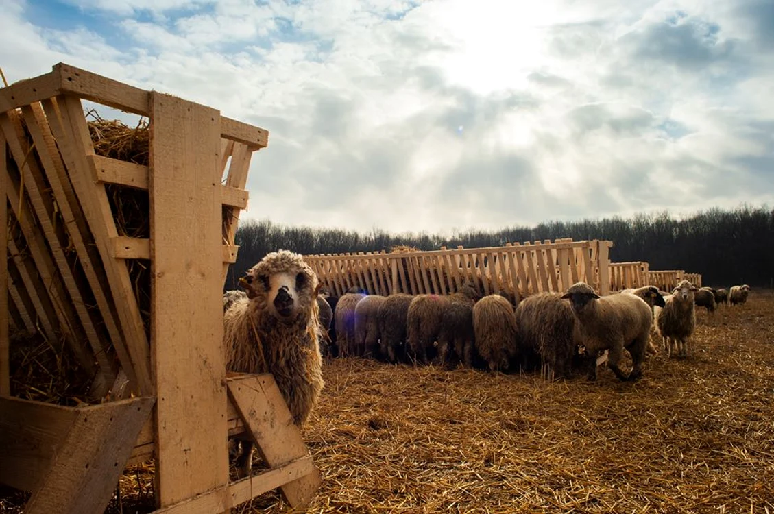 
    Cei 180 de berbeci norocoși „cazați” la ferma din Periș sunt singurii supraviețuitori dintre cele 14.000 de animale de pe nava Queen Hind, răsturnată în Portul Midia în noiembrie 2019Foto: facebook.com/Arca Animal Rescue&Care  