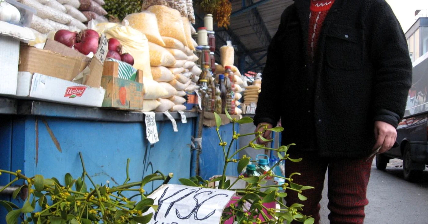 Crenguţele de vâsc aduc noroc în casă 