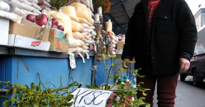 Crenguţele de vâsc aduc noroc în casă