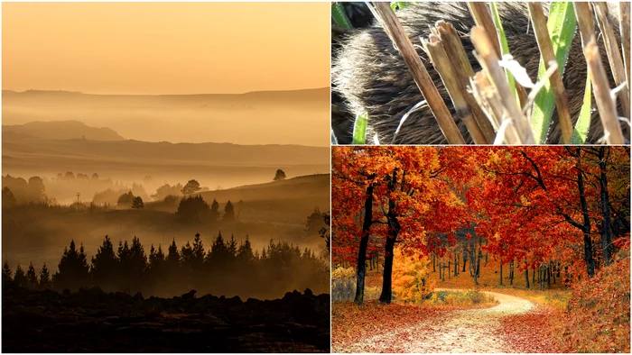 Animalul spectaculos care trăiește doar în România și Bulgaria