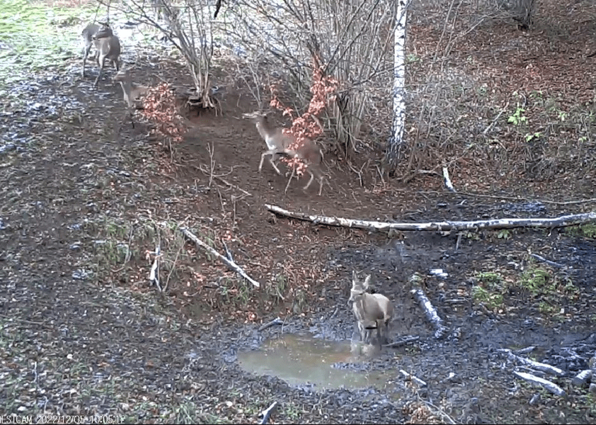 Chef de joacă într-un cârd de ciute, în Parcul Natural Grădiștea Muncelului VIDEO