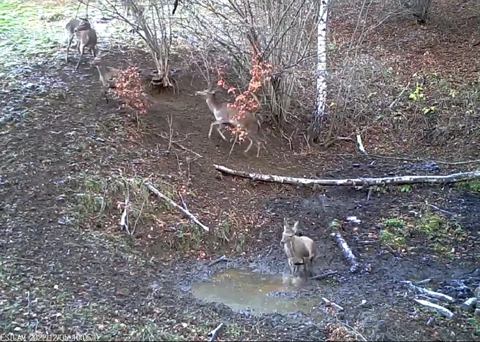 Ciute la joacă. FOTO captură video Romsilva