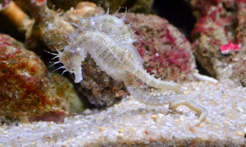 1 68859 original jpg jpeg