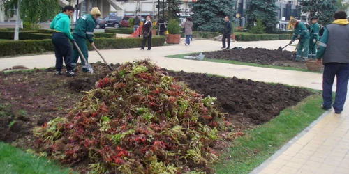 Angajaţii SGU Ploieşti au scos plantele din faţa Palatului Administrativ, unde vor fi efectuate mai multe lucrări (foto: Lili Maxim)