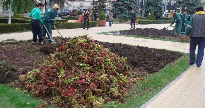 Angajaţii SGU Ploieşti au scos plantele din faţa Palatului Administrativ, unde vor fi efectuate mai multe lucrări (foto: Lili Maxim)